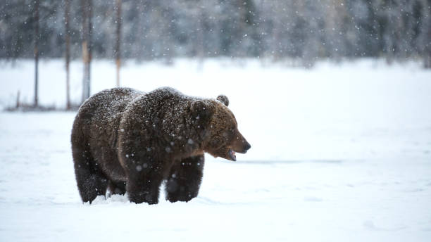 istock Brown bear walking in the snow 955313818