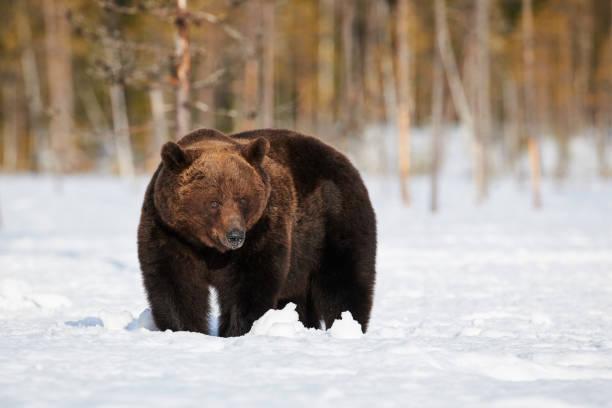 istock Brown bear in the snow 955315998