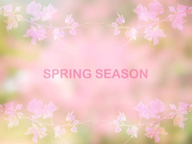 istock Spring season designed background with pink cherry blossom 955316490