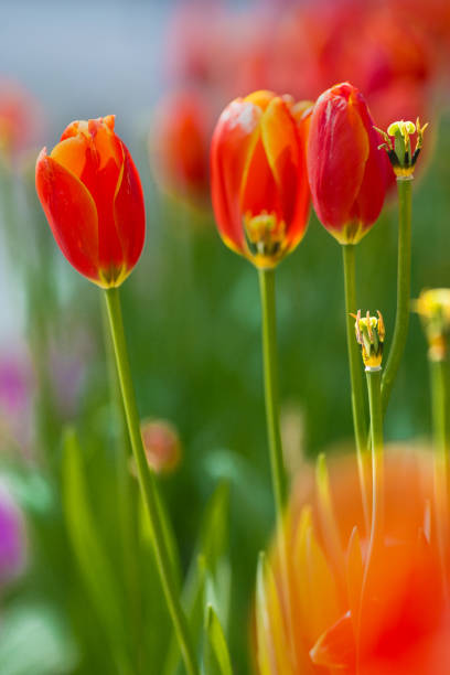 istock Blooming red tulips in garden 955316510