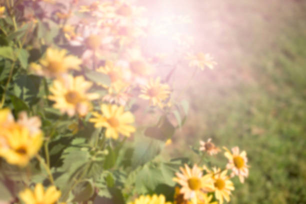istock defocus natural background blurred yellow flowers. 955323236