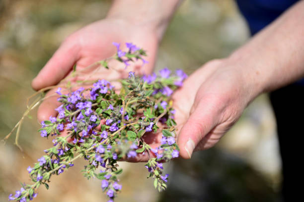 istock Woman collects plant thymus, gathering medicinal herbs 955341578
