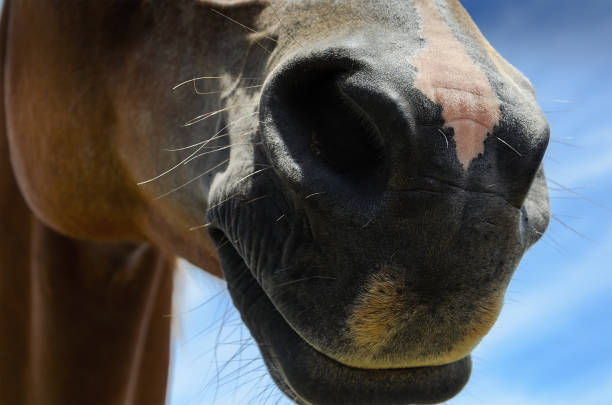 istock Brown horse nose close up 955341608
