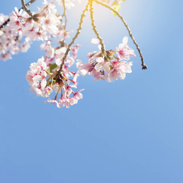 istock Abstract pink cherry blossom against blue sky for background 955346960