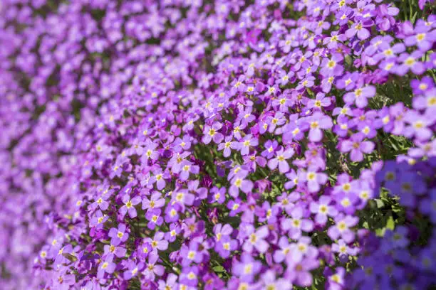 Beautiful purple Aubrieta (commonly known as Aubretia) blooming in the sunshine and cascading over rocks in a traditional English garden