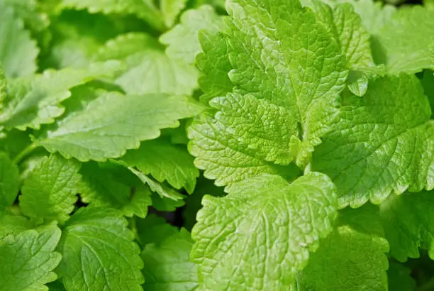 Photo of Closeup of Lemon Balm, Melissa Officinalis - Herb garden