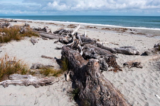 istock Beach in New Zealand Between Haast and Fox Glacier 955360340