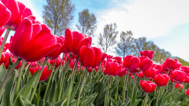 istock Colorful  tulips in the Netherlands 955361428