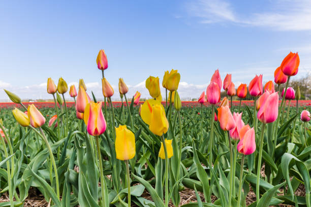 istock Colorful  tulips against a blue sky 955361752