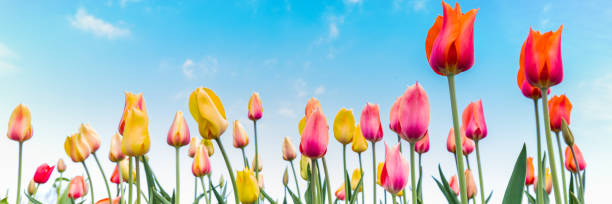 istock Colorful  tulips against a blue sky 955361800