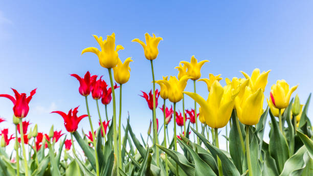 istock Colorful  tulips against a blue sky 955362304