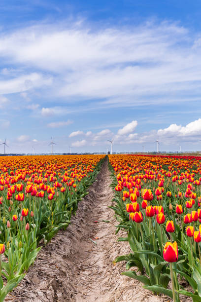 istock Colorful tulips fields during springtime in the Netherlands 955363094