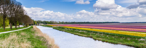istock Colorful  tulips against a blue sky 955365524