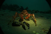 spider-crab.jpg?b=1&s=170x170&k=20&c=Hc1FqeDLG94HOCtcfIhysTLaM-yQj6iMDUL6979mzGM=