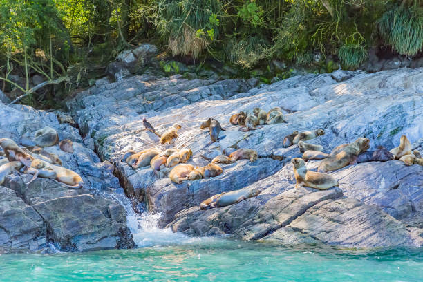 istock South American Sea Lion 955371286