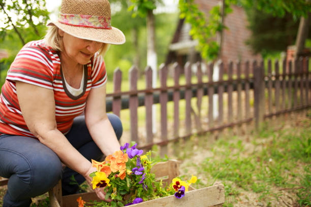 istock Active Senior Woman Gardening 955371392