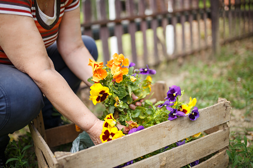 Active Senior Woman Gardening