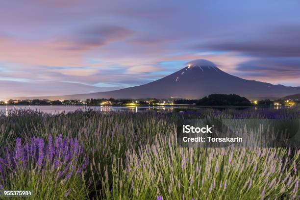Night View Of Mountain Fuji And Lavender Fields Stock Photo - Download Image Now - Agricultural Field, Asia, Awe