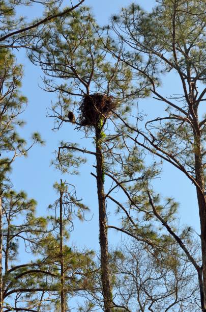 istock Eagle's Nest in the wild 955376608
