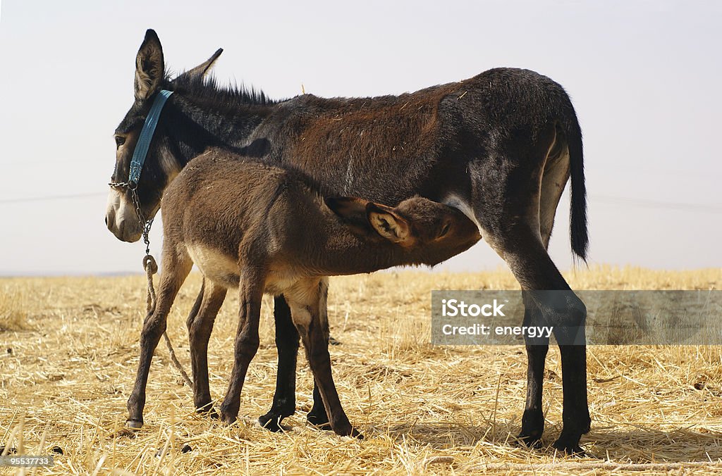 Mãe é alimentar o bebé Burro - Royalty-free Alimentar Foto de stock