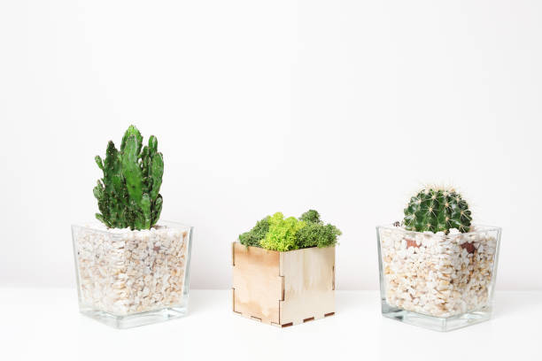 istock Blank wall with cactus. Wall art mock up. 955380510