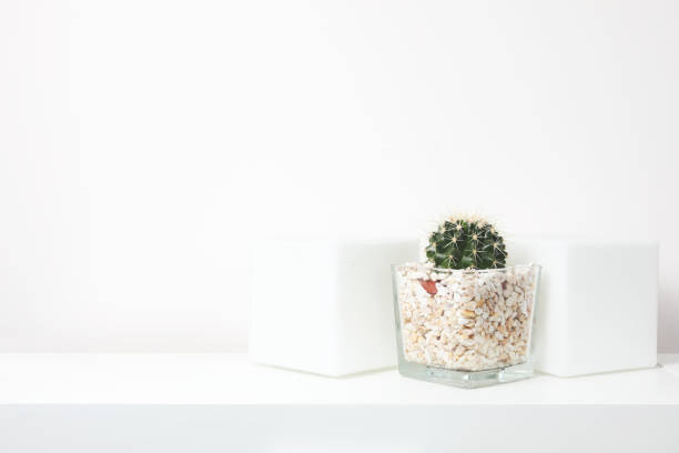 Blank wall with cactus. Wall art mock up. Modern home decor tropical plant. Cactus on white background. Minimalism flat lay. gold desk lamp stock pictures, royalty-free photos & images