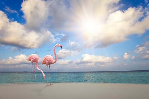 Two pink flamingos on the sandy beach by the blue sea under the sky with the sun through clouds