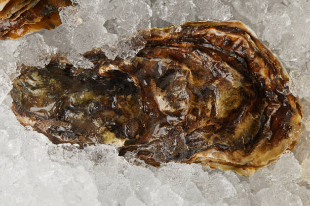 Gourmet seafood oyster chilled on ice