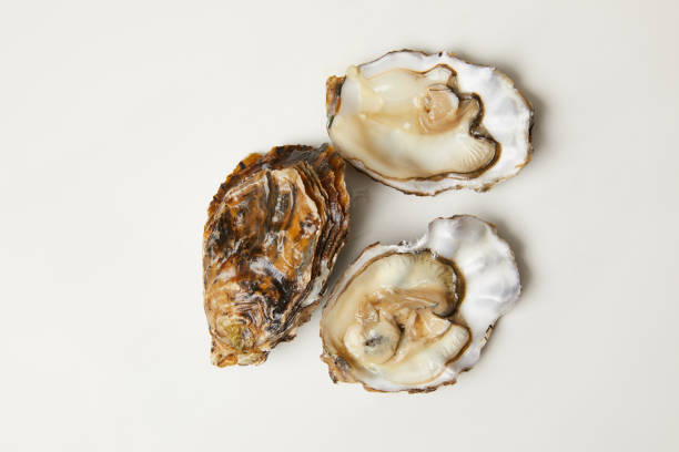 istock Open fresh oyster clams isolated on white 955389040