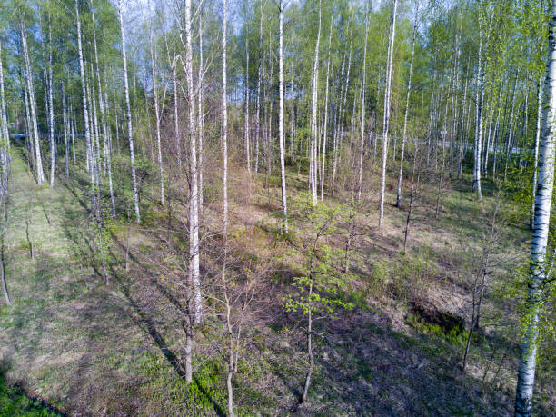 istock drone view on the deciduous wood at the beginning of spring with the first foliage 955389814