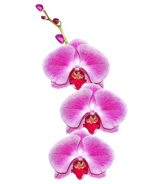 spring flowers orchid isolated on white background.