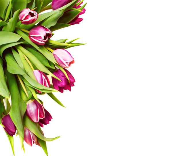 Purple tulips isolated on white background, flowers frame border