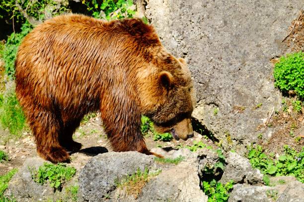 istock European brown bear walks in the woods 955410956