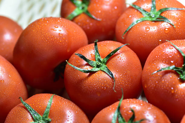 istock Fresh tomatoes in drops of dew 955413190