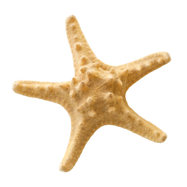 Beige starfish isolated on a white background