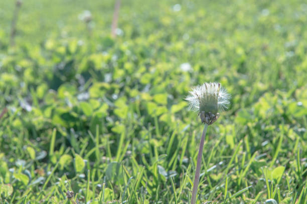 Selective focus on dandelion flowers on a nature background.  Springtime in meadow.
