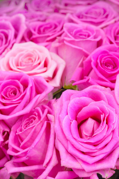 istock View of a gently pink roses as background 955417482