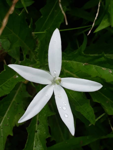 istock White Flower with droplets of Rain 955426988