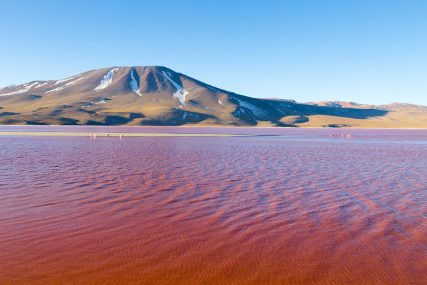istock Laguna Colorada view, Bolivia 955427124