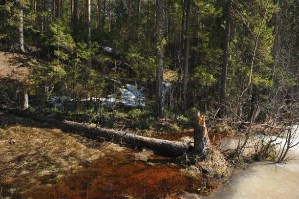 istock Brokenold fir tree on the shore of the forest lake 955427704