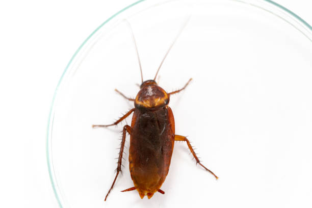 badanie karaluchów w celu znalezienia pasożytów w laboratorium. - germanica zdjęcia i obrazy z banku zdjęć