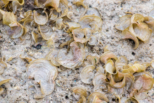 istock Padina pavonica, commonly known as Peacocks tail, is a brown alga found in Ocean for education. 955435228