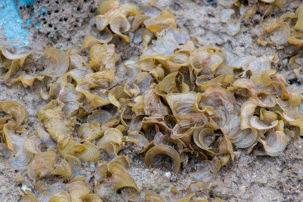 istock Padina pavonica, commonly known as Peacocks tail, is a brown alga found in Ocean for education. 955435244