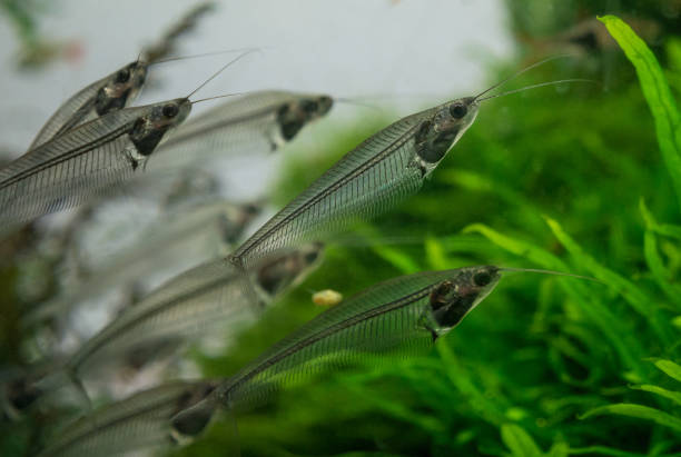 istock The  asian glass catfish in an aquarium 955457532
