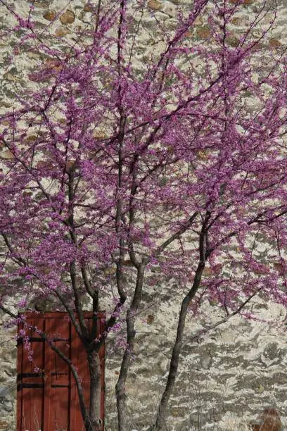 A pink blooming cherry tree against a stone wall.