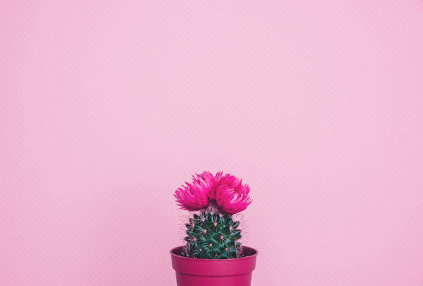 Small cactus in a flowerpot on a trendy background. Creative minimal design.