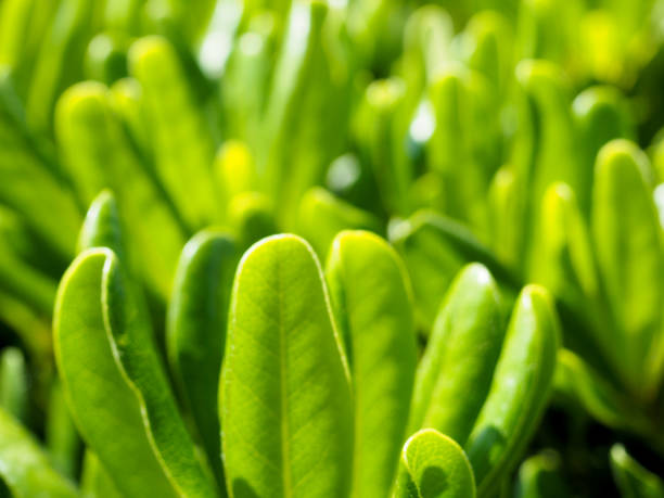 istock Rhododendron, family Ericaceae, leaves as background, copy space for text 955468490