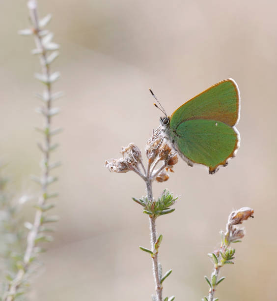 istock Green hairstreak Butterfly (Callophrys rubi) 955473120