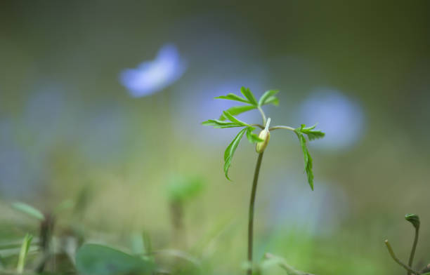 Closeup of a wood anemone, Anemone nemorosa not yet in bloom.