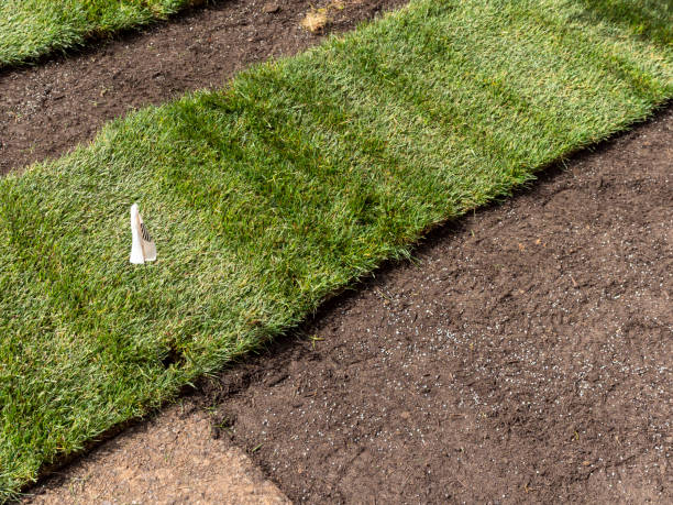 istock Instant Green Lawn with Strip of Sod Turf Bare Soil 955475490